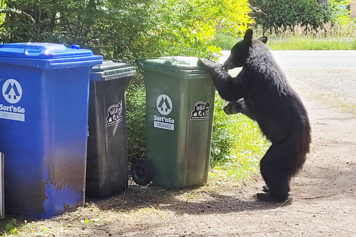 A few simple – but essential – steps can help keep wildlife out of the community’s garbage, composting and recycling bins. ACRD photo