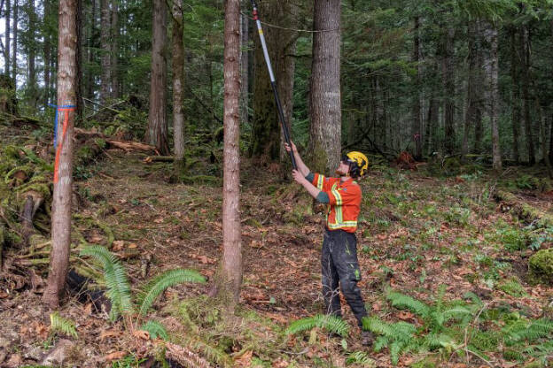 Peter from Osprey Tree Service pruning lower ladder fuel branches on cedar trees to prevent a wildfire travelling from the ground to tree canopies.